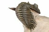Metacanthina Trilobite With Reedops - Lghaft, Morocco #368572-6